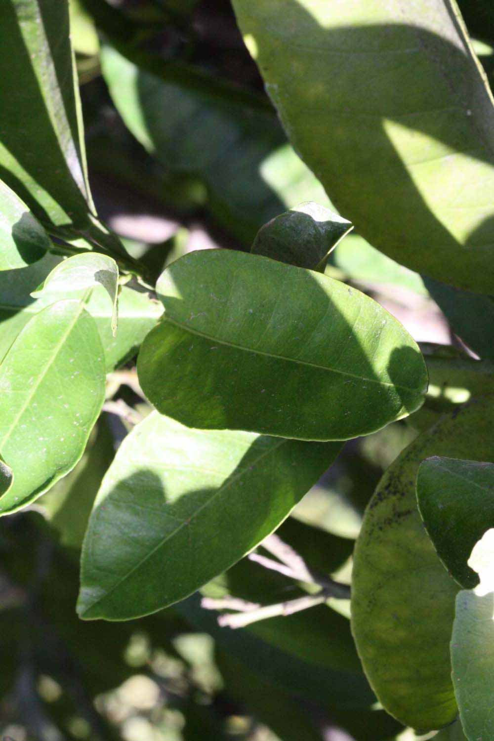              Sun leaves (Riverside, CA)       